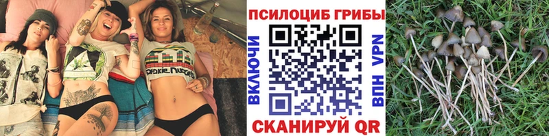Псилоцибиновые грибы мицелий Хвалынск